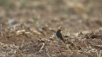 Red-throated Pipit, Larnaca, April 2015