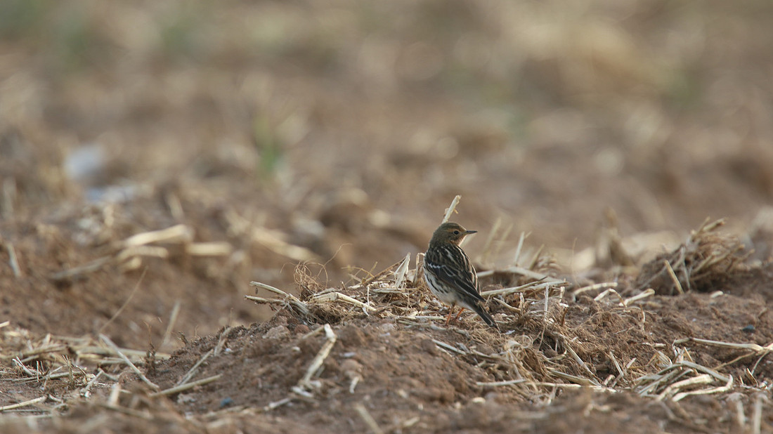 Red-throated Pipit, Larnaca, April 2015
