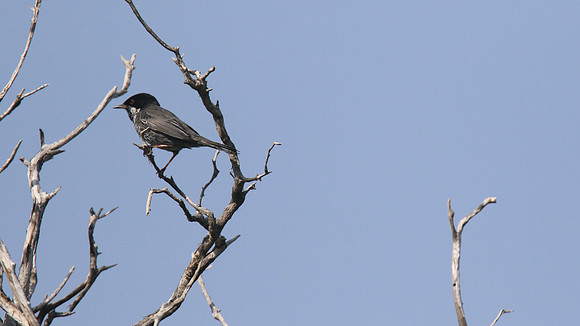 Cyprus Warbler, Cape Greco, April 2015