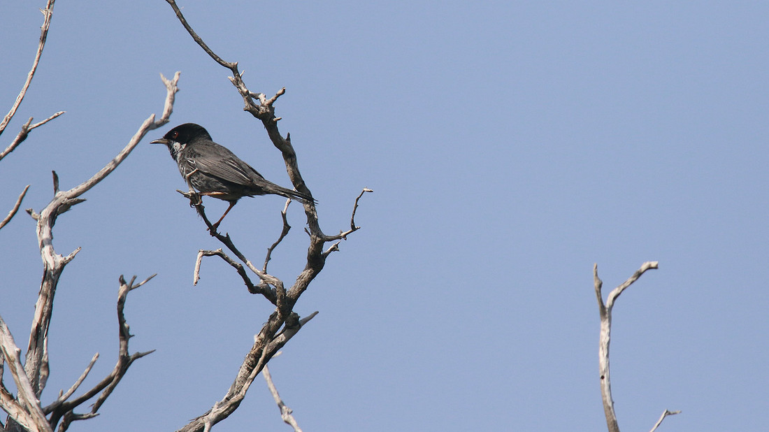Cyprus Warbler, Cape Greco, April 2015