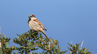 House Sparrow