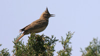 Crested Lark, Cape Greco, April 2015