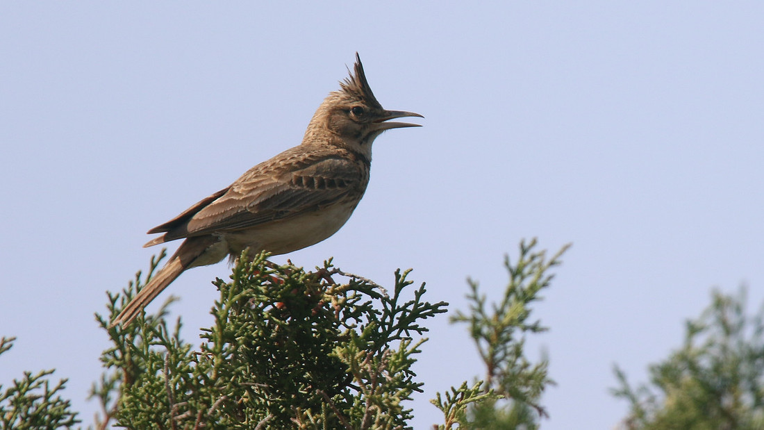 Crested Lark, Cape Greco, April 2015