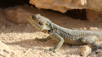 Starred Agama, Cape Greco, April 2015