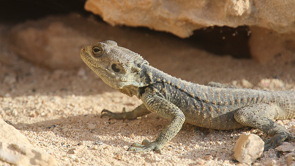 Starred Agama, Cape Greco, April 2015