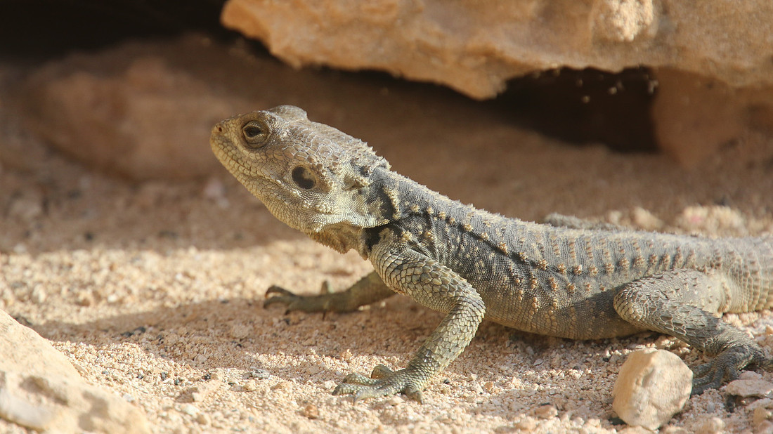 Starred Agama, Cape Greco, April 2015