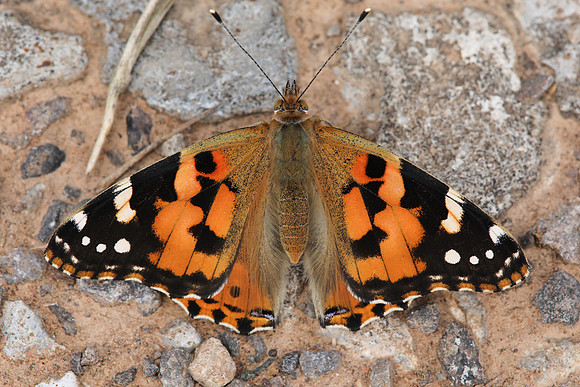 Painted Lady, Oldbury Power Station August 2019