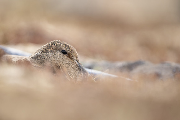 Eider Duck, Raufarhofn, Iceland, June 2022