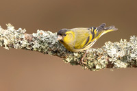 Siskin, Loch Morlich, Scotland, February, 2024