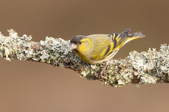 Siskin, Loch Morlich, Scotland, February, 2024