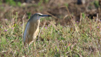 Squacco Heron, Kiti Dam, April 2015