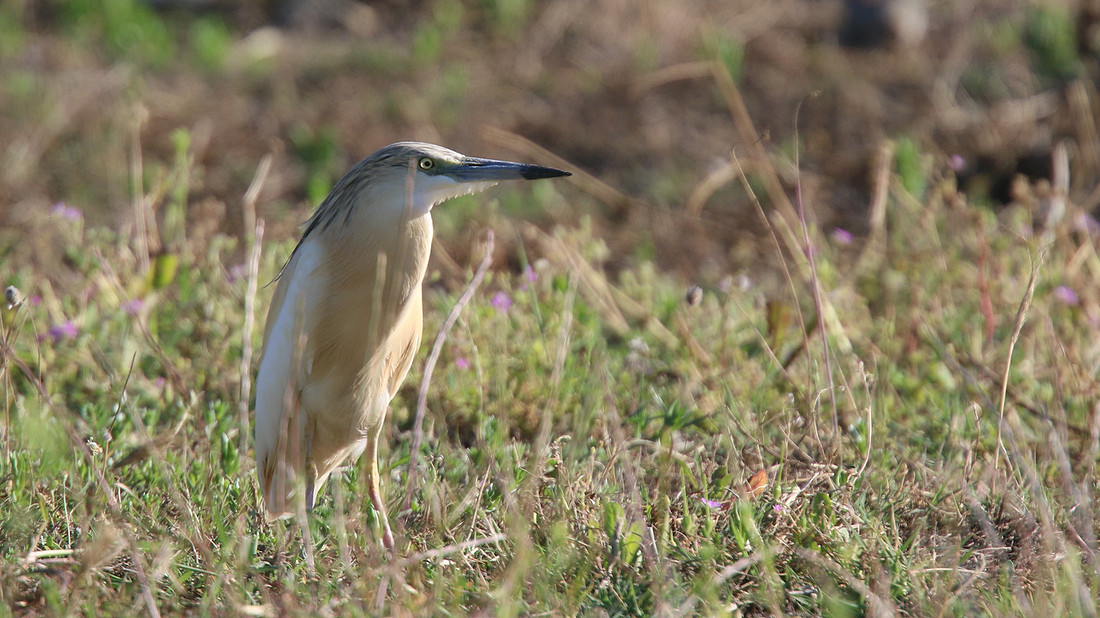 Squacco Heron, Kiti Dam, April 2015