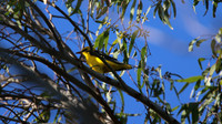 Golden Oriole