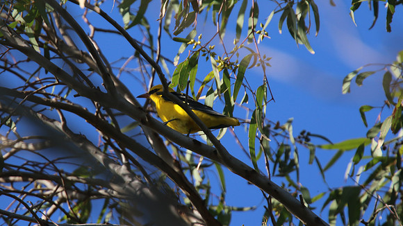 Golden Oriole, Kiti Dam, April 2015
