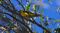 Golden Oriole, Kiti Dam, April 2015