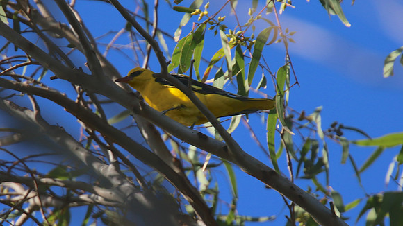 Golden Oriole, Kiti Dam, April 2015