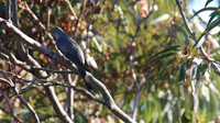 Common Cuckoo, Kiti Dam, April 2015