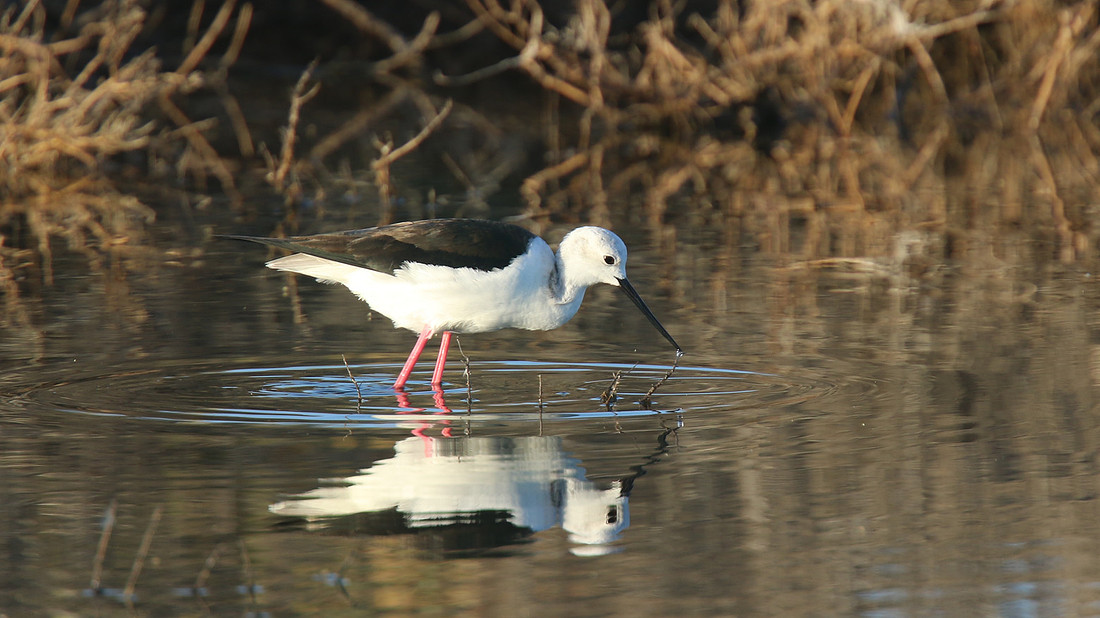 Black-winged Stilt, Larnaka Salt Lake, April 2015