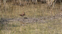 Snipe, Oroklini Marsh, April 2015