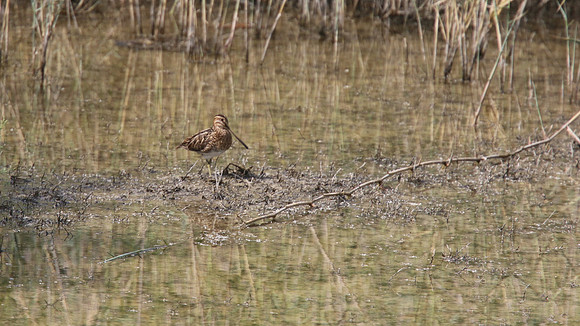 Snipe, Oroklini Marsh, April 2015