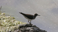 Common Sandpiper