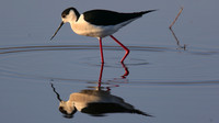Black-winged Stilt, Larnaka Salt Lake, April 2015
