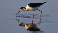 Black-winged Stilt, Larnaka Salt Lake, April 2015