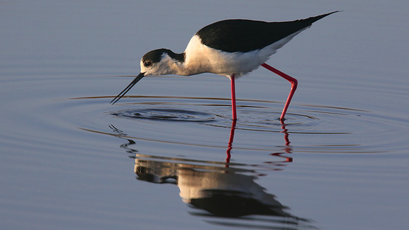 Black-winged Stilt, Larnaka Salt Lake, April 2015