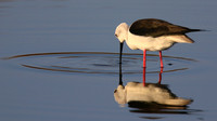 Black-winged Stilt, Larnaka Salt Lake, April 2015