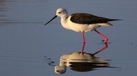 Black-winged Stilt, Larnaka Salt Lake, April 2015