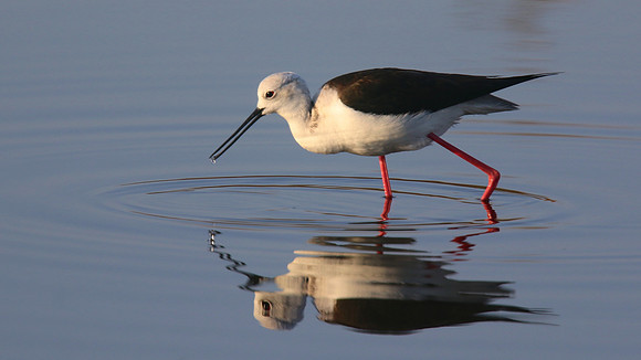 Black-winged Stilt, Larnaka Salt Lake, April 2015