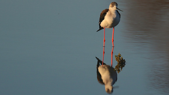 Black-winged Stilt, Larnaka Salt Lake, April 2015