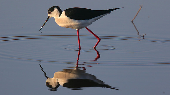 Black-winged Stilt, Larnaka Salt Lake, April 2015.