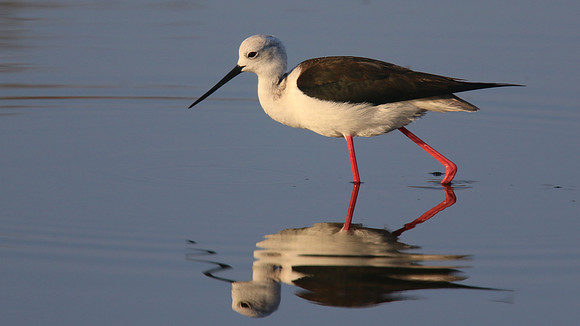 Black-winged Stilt, Larnaka Salt Lake, April 2015