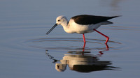 Black-winged Stilt, Larnaka Salt Lake, April 2015