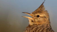 Crested Lark, Larnaka Salt Lake, April 2015