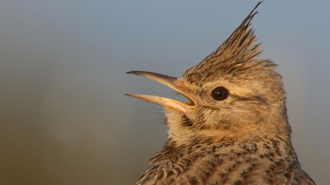 Crested Lark, Larnaka Salt Lake, April 2015