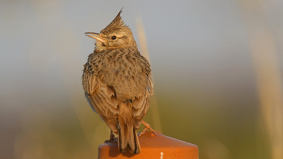 Crested Lark, Larnaka Salt Lake, April 2015