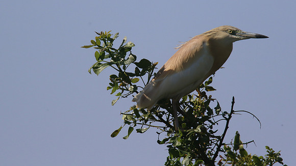 Squacco Heron, Kiti Dam, April 2015