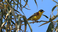 Black-headed Bunting