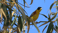 Black-headed Bunting, Cape Greco, April 2015