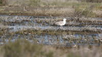 Armenian Gull, Larnaca, April 2015.