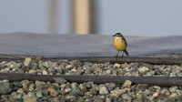 Blue-headed Wagtail, Larnaca Sewage Works, April 2015.