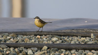 Blue-headed Wagtail, Larnaca Sewage Works, April 2015