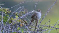 Cettis Warbler, Anarita Park, April 2015.