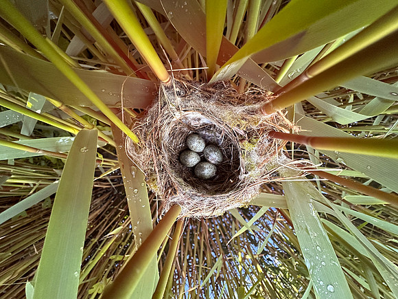 Reed Warbler, Rockhampton, May 2024