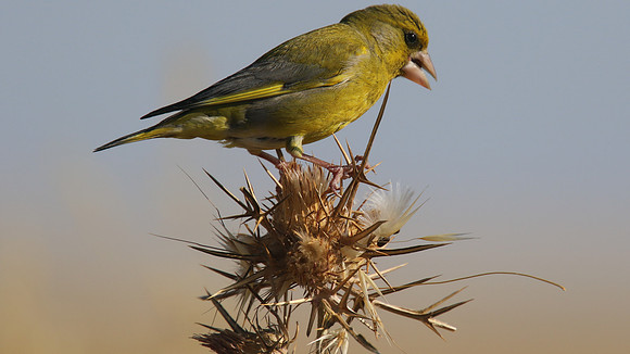Greenfinch, Larnaca, April 2015