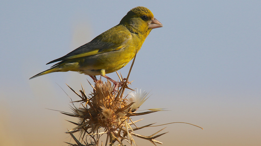 Greenfinch, Larnaca, April 2015