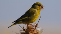 Greenfinch, Larnaca, April 2015
