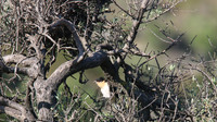 Great Spotted Cuckoo